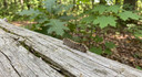 Spotted this fuzzy little wanderer making its unhurried way across a sun-warmed log during an afternoon hike through the woodlands outside Béchar, and I could not help but stop and watch for a while. There is something disarmingly earnest about a caterpillar so focused on its path, those bright orange spots glowing like tiny lanterns against the rustic grain of weathered wood. The forest behind it was perfectly still, dappled with afternoon light filtering through the canopy and settling onto everything below like a soft, golden veil that seemed to soften every edge in sight. I have spent much of my career chasing large stories — corruption, drought, accountability — and it is easy to forget that meaning often hides in the smallest of encounters, in the creatures and moments we tend to walk right past without a second glance. This particular creature, simply minding its own business, seemed to embody a philosophy I have been struggling to live by lately: pace yourself, stay the course, and trust the destination will arrive when it is meant to. I crouched there with my camera for what must have been five full minutes, watching it negotiate a small knot in the bark with deliberate movements, then continue forward as though it had all the time in the world and not a single care beyond its next step. It struck me as a small but potent metaphor for the patient work our profession demands — the willingness to wait, to look closely, to honor the natural rhythms of a subject rather than forcing a tidy narrative onto realities that deserve their own unfolding. Between deadlines and the heavy lifting of my current investigation, these quiet interludes among the oases and forests around Béchar have become less of a luxury and more of a necessity, the kind of grounding I used to take for granted and now actively seek out. Sometimes that recalibration arrives exactly when you need it, in the form of a fuzzy little ambassador placed right across your path as the weight of the day presses down. Forest therapy, it turns out, is real; it is a small creature asking nothing of you but to look, and perhaps to remember that the world remains bigger and gentler than the urgency of your deadlines would have you believe.